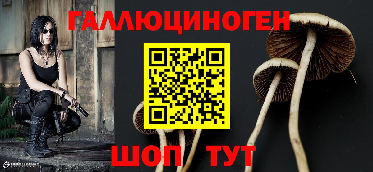 Галлюциногенные грибы Psilocybe Уссурийск